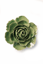 EG30 Jade Green English Rose - Chive US Wholesale