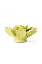 EG32 Chartreuse Columbine - Chive US Wholesale