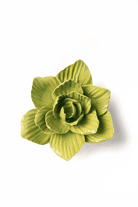 EG33 Chartreuse Gladiolus - Chive US Wholesale