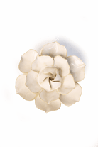 EG34 Ivory Daffodil - Chive US Wholesale