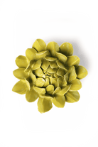 EG41 Chartreuse Sugarbush Protea - Chive US Wholesale