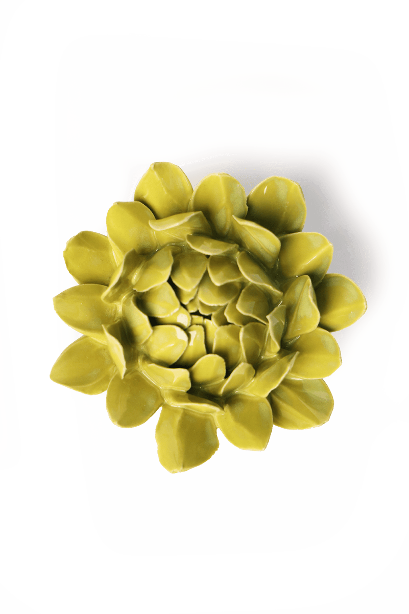 EG41 Chartreuse Sugarbush Protea - Chive US Wholesale