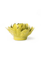 EG41 Chartreuse Sugarbush Protea - Chive US Wholesale