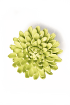 EG43 Yellow Green Pompom Mum - Chive US Wholesale