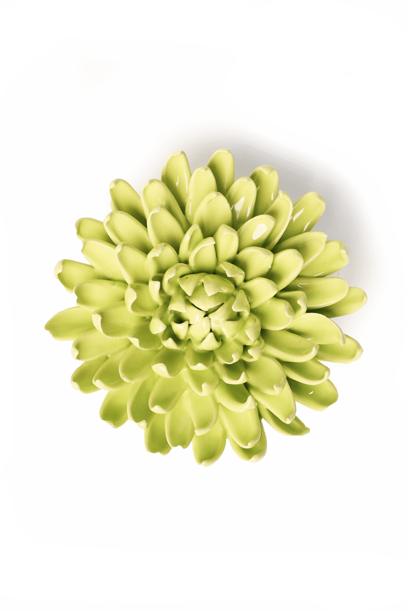 EG43 Yellow Green Pompom Mum - Chive US Wholesale