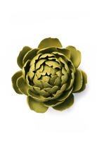 EG46 Chartreuse Queen Protea - Chive US Wholesale