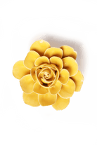 EG47 Burnt Yellow Begonia - Chive US Wholesale