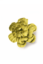 EG50 Chartreuse Primrose - Chive US Wholesale