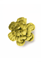 February Birth Flower - Primrose - Chive US Wholesale