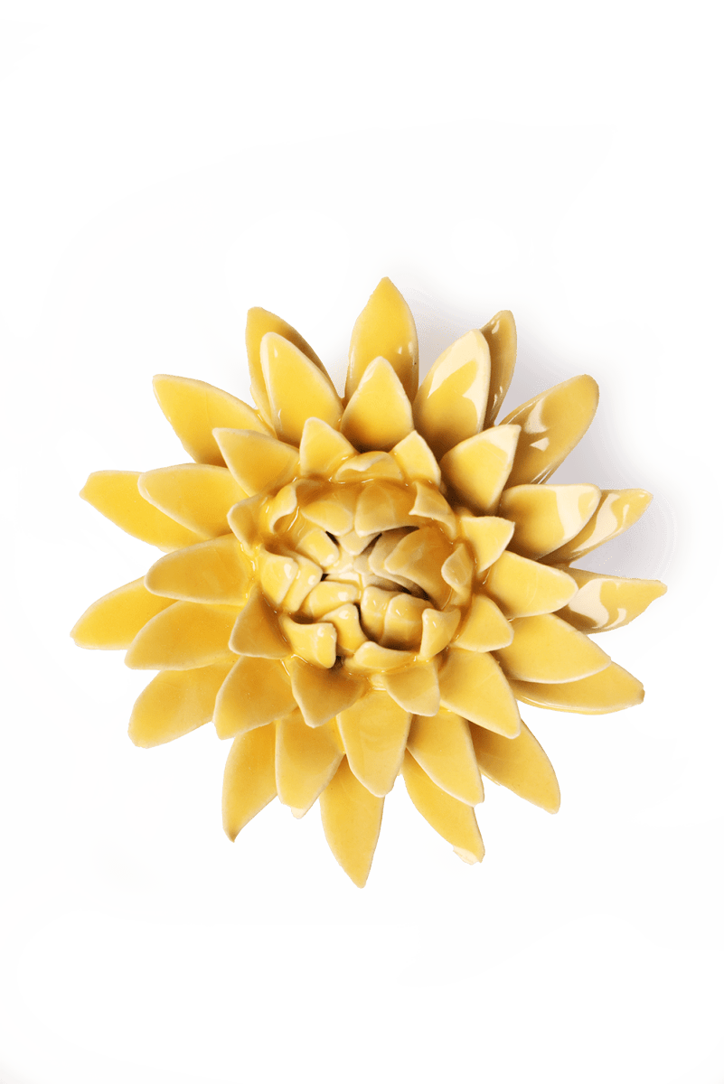 EG53 Burnt Yellow Strawflower - Chive US Wholesale