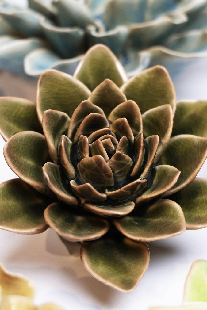EG01 Olive Green Echeveria - Chive US Wholesale