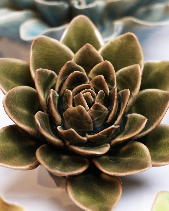EG01 Olive Green Echeveria - Chive US Wholesale