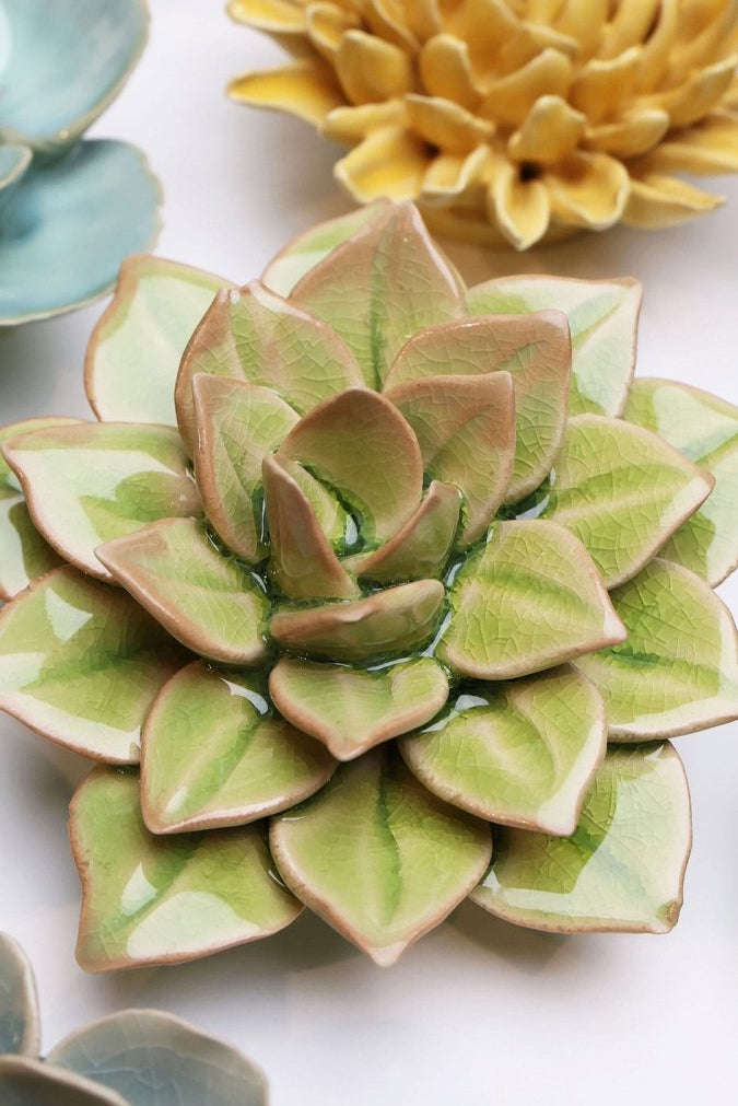 EG10 Peridot Green Fairy Echeveria - Chive US Wholesale