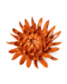 EG35 Orange Sarah Mum - Chive US Wholesale