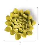 EG41 Chartreuse Sugarbush Protea - Chive US Wholesale