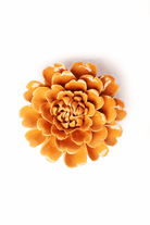 October Birth Flower - Marigold - Chive US Wholesale