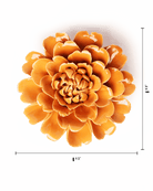 EG44 Orange Fiesta Marigold - Chive US Wholesale