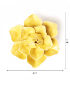 EG45 Buttercup Yellow Daffodil - Chive US Wholesale