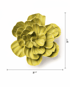 February Birth Flower - Primrose - Chive US Wholesale