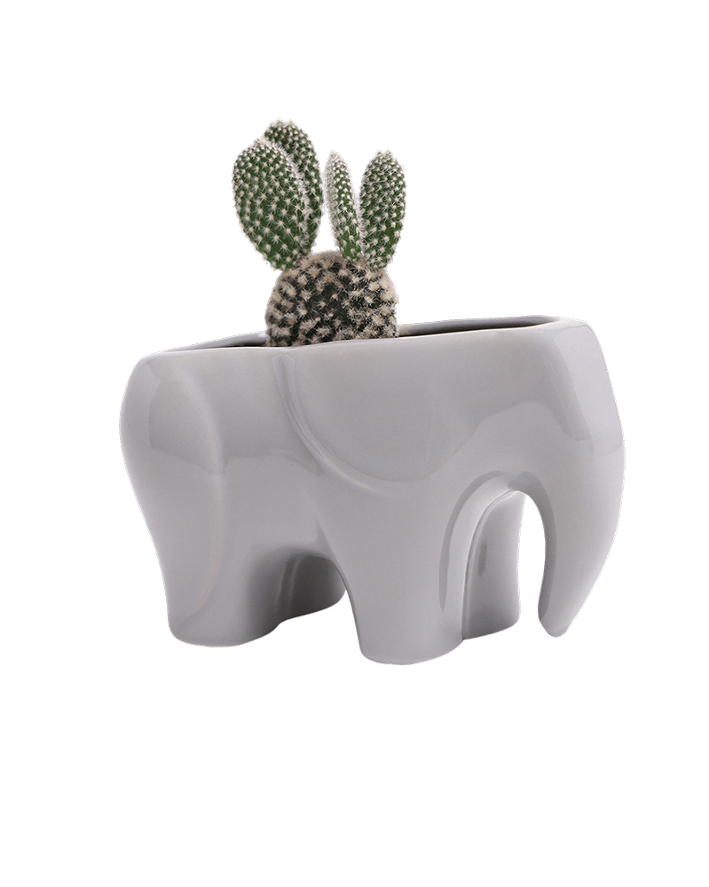 Elephant Ceramic Indoor Plant Pot For Succulents - Chive US Wholesale