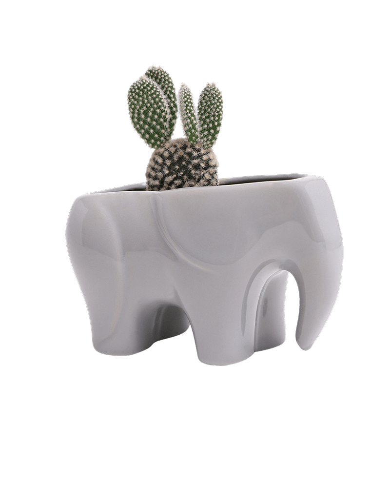 Elephant Ceramic Indoor Plant Pot For Succulents - Chive US Wholesale