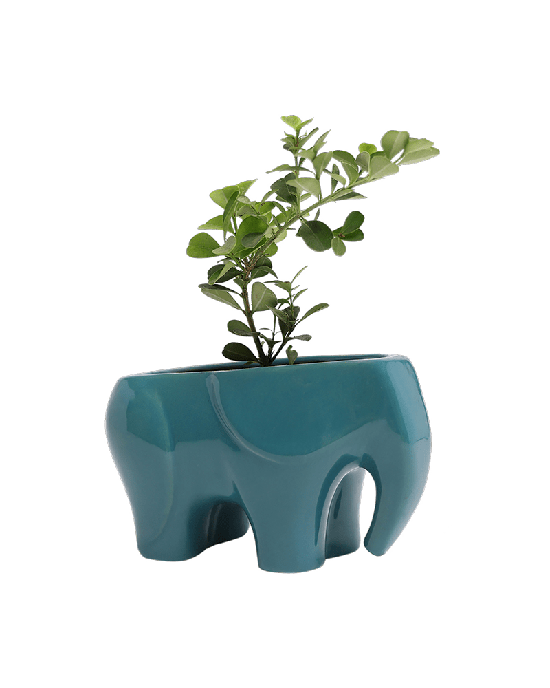 Elephant Ceramic Indoor Plant Pot For Succulents - Chive US Wholesale