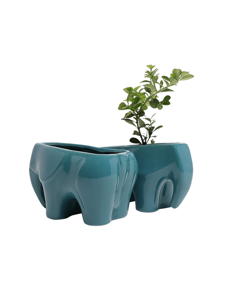Elephant Ceramic Indoor Plant Pot For Succulents - Chive US Wholesale