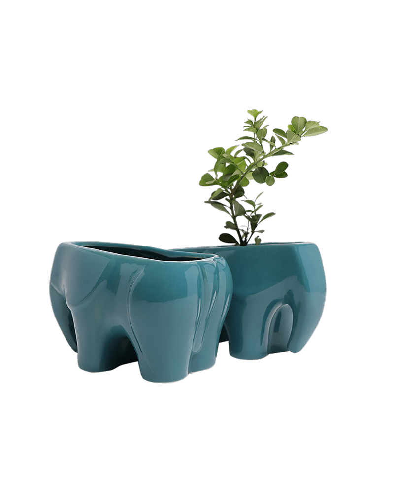 Elephant Ceramic Indoor Plant Pot For Succulents - Chive US Wholesale