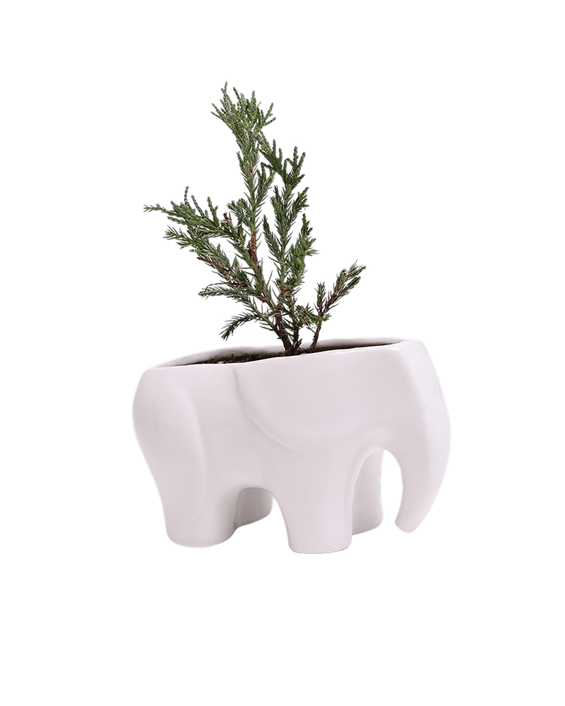 Elephant Ceramic Indoor Plant Pot For Succulents - Chive US Wholesale