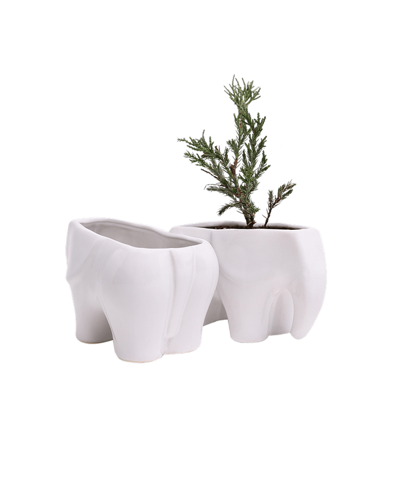 Elephant Ceramic Indoor Plant Pot For Succulents - Chive US Wholesale