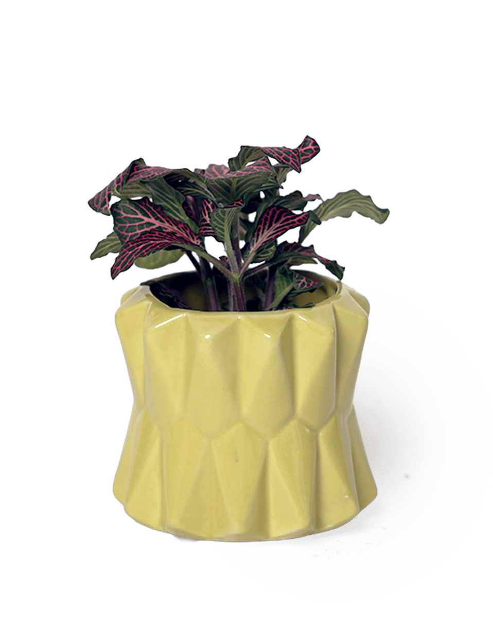 Fang Ceramic Modern Planter For Succulents - Chive US Wholesale