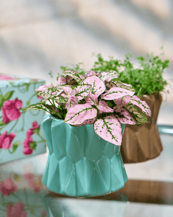 Fang Ceramic Modern Planter For Succulents - Chive US Wholesale