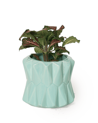 Fang Ceramic Modern Planter For Succulents - Chive US Wholesale