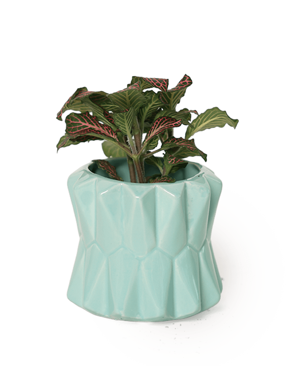 Fang Ceramic Modern Planter For Succulents - Chive US Wholesale