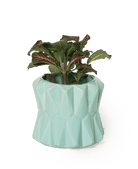 Fang Ceramic Modern Planter For Succulents - Chive US Wholesale