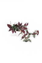 Trailing Plants Fake/ Artificial Kit - 36pc Assortment - Chive US Wholesale