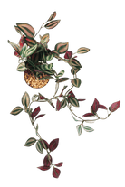 Trailing Plant Fake Lifelike Realistic Unkillable! - Chive US Wholesale