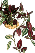 Trailing Plant Fake Lifelike Realistic Unkillable! - Chive US Wholesale