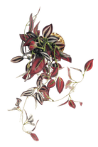 Trailing Plant Fake Lifelike Realistic Unkillable! - Chive US Wholesale