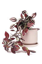 Trailing Plant Fake Lifelike Realistic Unkillable! - Chive US Wholesale