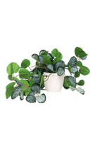 Trailing Plant Fake Lifelike Realistic Unkillable! - Chive US Wholesale