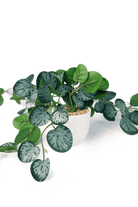 Trailing Plant Fake Lifelike Realistic Unkillable! - Chive US Wholesale