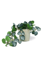 Trailing Plant Fake Lifelike Realistic Unkillable! - Chive US Wholesale