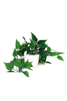 Trailing Plant Fake Lifelike Realistic Unkillable! - Chive US Wholesale