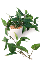 Trailing Plant Fake Lifelike Realistic Unkillable! - Chive US Wholesale