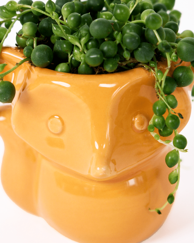 Fox Ceramic Indoor Plant Pot For Succulents - Chive US Wholesale