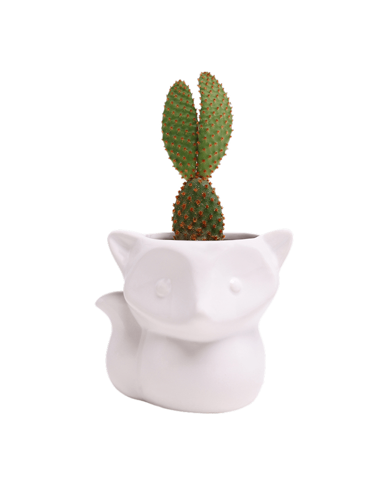 Fox Ceramic Indoor Plant Pot For Succulents - Chive US Wholesale
