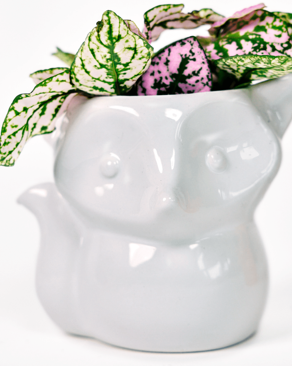 Fox Ceramic Indoor Plant Pot For Succulents - Chive US Wholesale