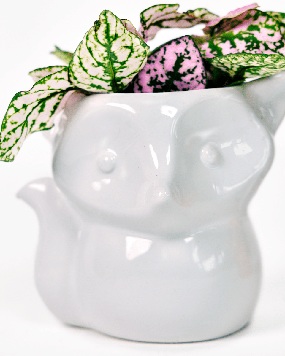 Fox Ceramic Indoor Plant Pot For Succulents - Chive US Wholesale