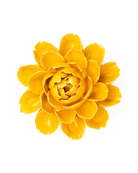 FR14 Burnt Yellow Empire Cabbage Flower - Chive US Wholesale